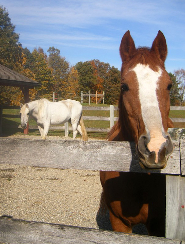 wrenchbunkyhorses2wssfarms Woodstock Sustainable Farms